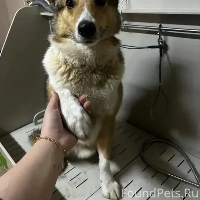 Пропал пес Чижик