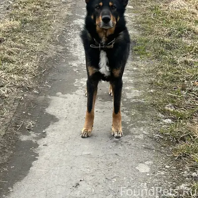 Найден пёс, п. Орловка
