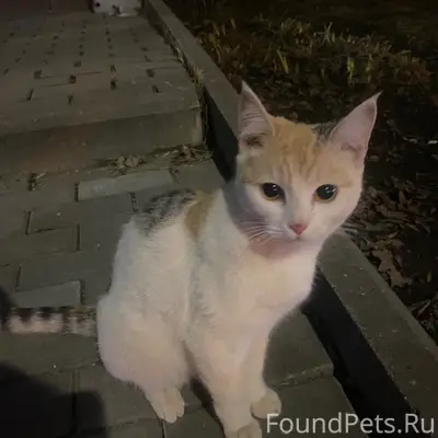 Найдена кошка, улица Горького