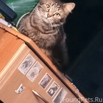 Пропала кошка Сильвия, район улицы Льва Толстого