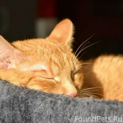 Пропал рыжий короткошёрстный кот, улица Мелиораторов