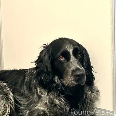 Пропал русский спаниель Берлин, Полевая-березовая роща