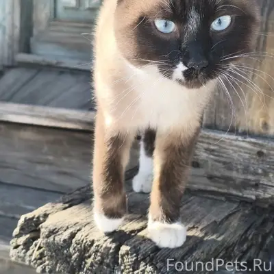 Найден кот, юго-запад, частный сектор