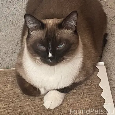 Пропал сиамский кот в Жуково