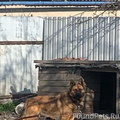 Пропал пес Рассел, снт Заря