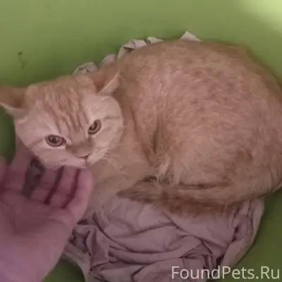 Найдена кошка, требуется помощь