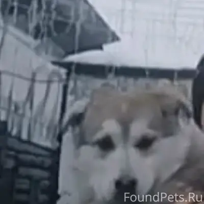 Пропала собака, район Куйбышева