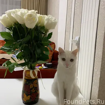 Пропала белая кошка Джесси, Южный