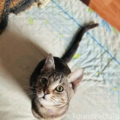 Пропал кот, улица Можайская