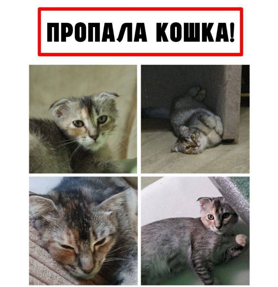 Пропала вислоухая трёхцветная кошка, метис британца