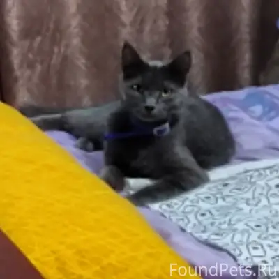 Пропал кот Беня, серый окрас, синий ошейник