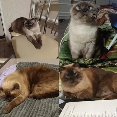 Пропал кот, улица Калинина 146