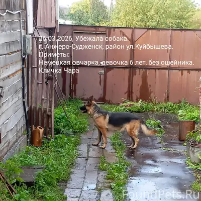 Пропала немецкая овчарка Чара, Анжеро-Судженск