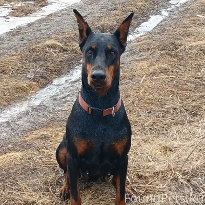 Пропала собака, без местоположения