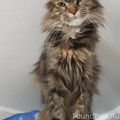 Найдена кошка, место не указано