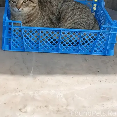 Найден кот, 2-я Дачная улица