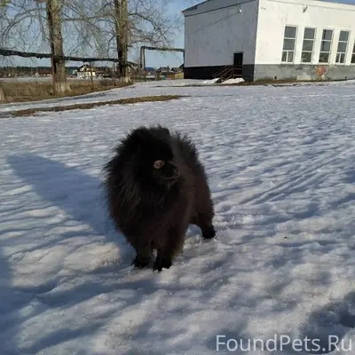 Пропал шпиц Арчи