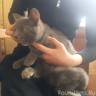 Найдена кошка, район загса