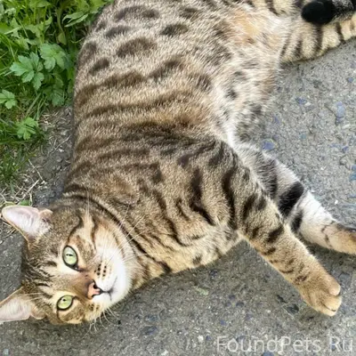 Пропал кот Стив, район пионеров 3