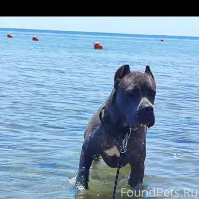 Пропал пёс, может находиться с маленьким рыжим дворянином