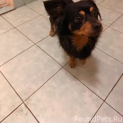 Найден тип собака, [место] Михайловский шоссе