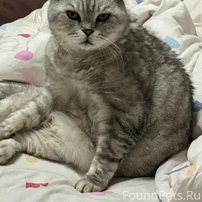 Пропал кот Самсон, улица Кавказская