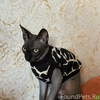 Пропал кот, центр посёлка