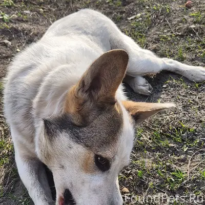 Найден пёс, Центральный район