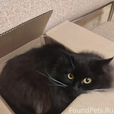 Пропал кот, 3 лапки, район ул. Комсомольская