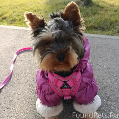 Пропала собака, Заводской район Саратова