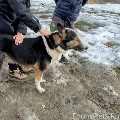 Найден пёс в ошейнике, около 9 школы