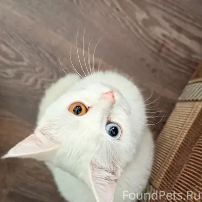 Пропала кошка, белая, район Коммунистической