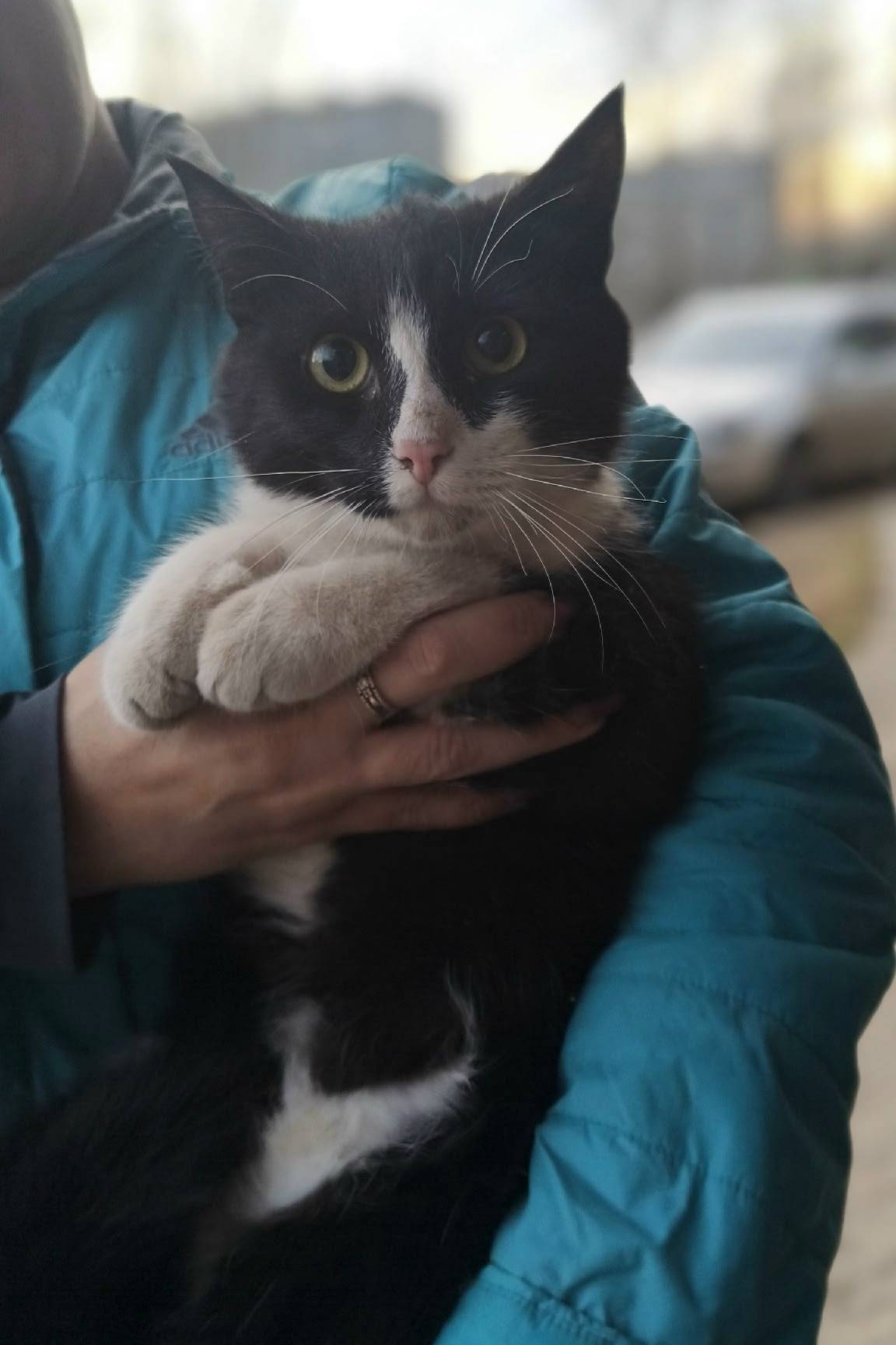 Найден кот, ул. Ленина д. 38