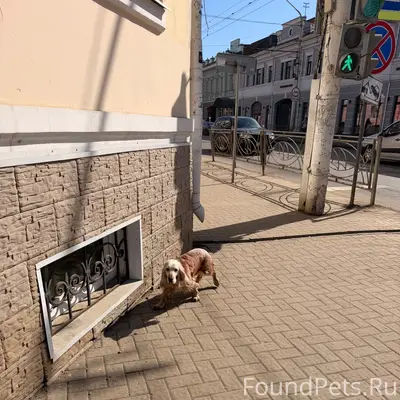 Пропала собака, Советская 45а