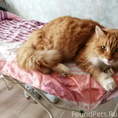 Пропал кот Персик, район ул. Академическая