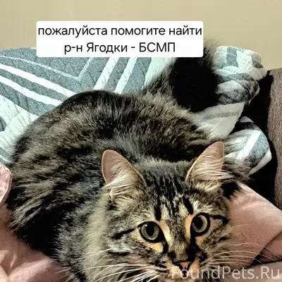 Пропал кот Масяня (Малец), Новочеркасск