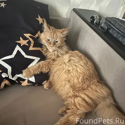 Пропала кошка Мейн-кун, Комсомольский — Энтузиастов