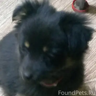 Пропала собака