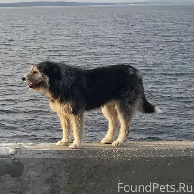 Пропала собака Пискля, Дзержинский район