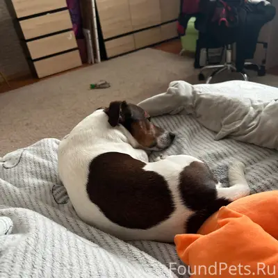 Пропал Джек Рассел Марс, база отдыха Селькин пруд