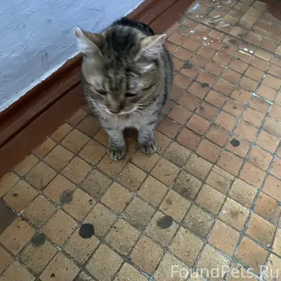 Найдена кошка, ул. Ленина, д. 10