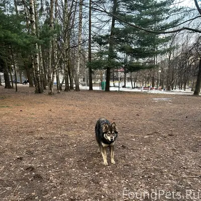 Пропал метис хаски, замечен у дк Нефтяников