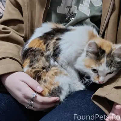 Найдена кошка, примерно годик