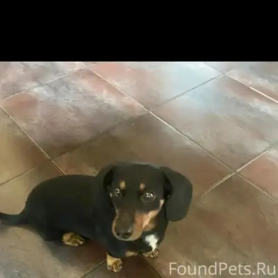 Пропал Чип, район Посадской