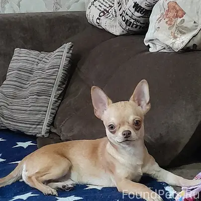 Пропала собака, Прокопьевск