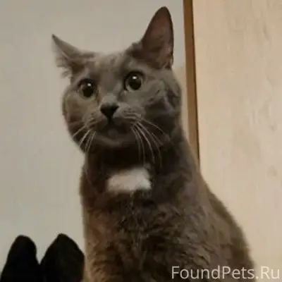Пропала кошка Миля, район ул. Мерецкова