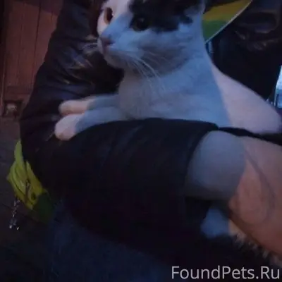 Найдена кошка, улица Трактовая