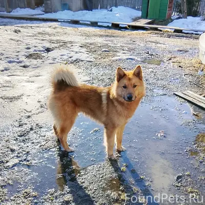 Пропал Бакс (Лайка), рыжий, между Кяппесельгой и Уницей