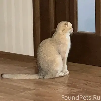 Пропала кошка, район Перекопской 17