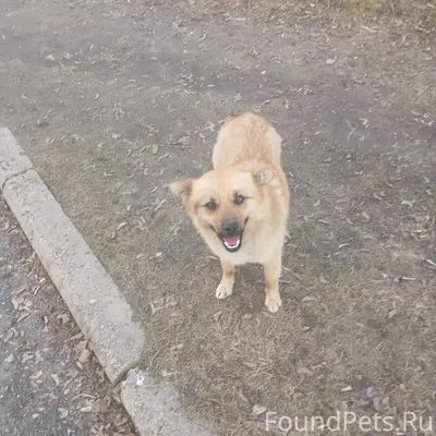 Найден щенок, территория ЦРБ